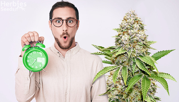 fast flowering cannabis strains