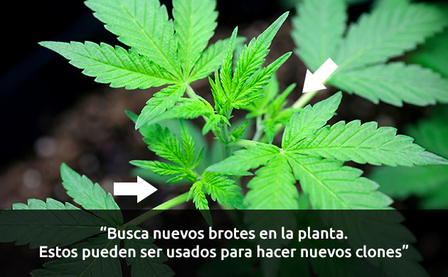 cuales cortes vas a hacer en tu planta madre