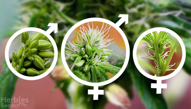 Plantes de cannabis hermaphrodites