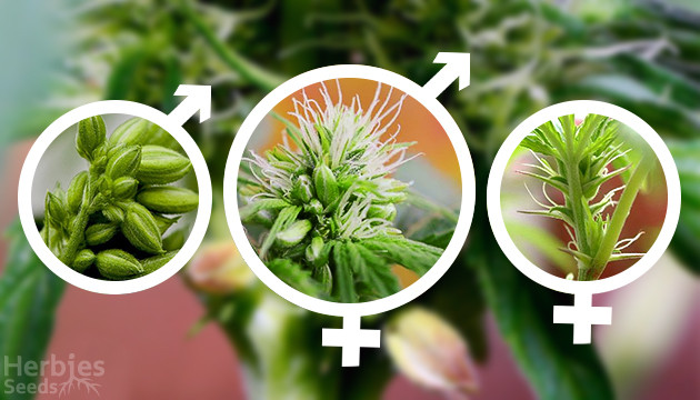 Marihuana hermafrodita: ¿qué es y qué hacer con ella?