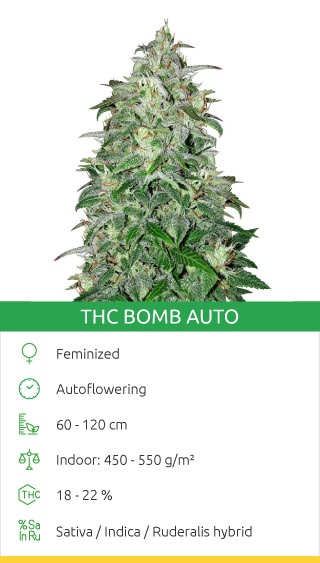 THC Bomb Auto by Bomb Seeds