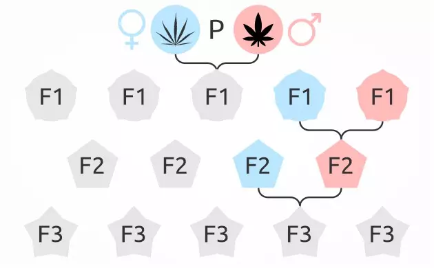 Semillas de cannabis F1 cepa f1