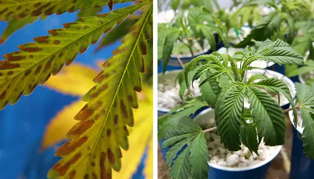 Overfeeding overwatering what does autoflowering mean