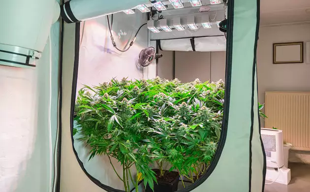 culture du cannabis en intérieur