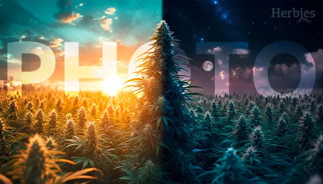what is photoperiod cannabis?