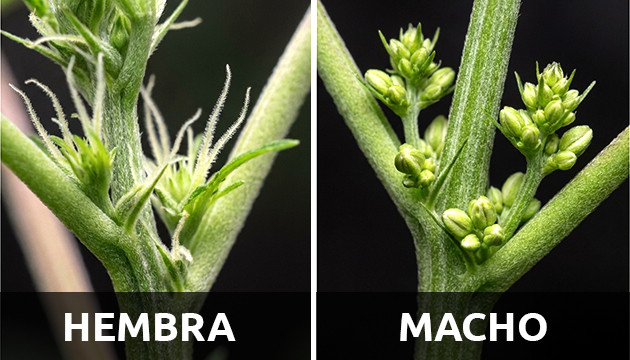 ¿Hembra o macho? prefloración y floración
