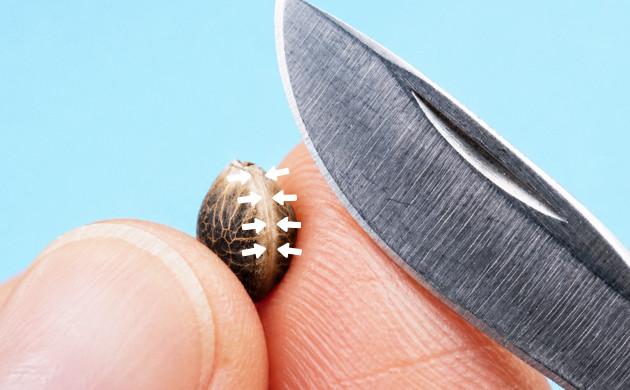 slicing old cannabis seeds