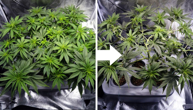 pruning fan leaves during flowering