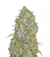 Original Auto Jack Herer (Fast Buds) Cannabis-Samen zu verkaufen Original Auto Jack Herer (Fast Buds)