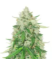 Compre sementes feminizadas Royal Gorilla Automatic da Royal Queen Seeds Royal Gorilla Automatic (RQS)