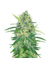 Za-Za OG fem cannabis seeds for sale Za-Za OG (Herbies Seeds)