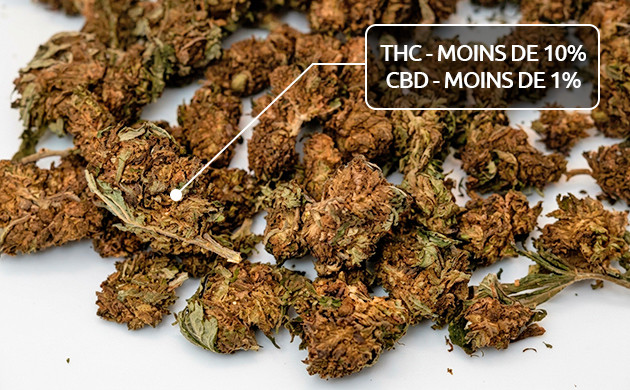 Teneur en cannabinoïdes de la weed de mauvaise qualité Teneur en cannabinoïdes de la weed de mauvaise qualité