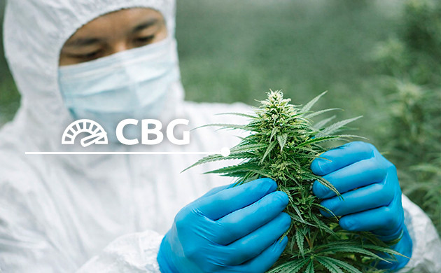 CBG-rich strain cbg vs cbd