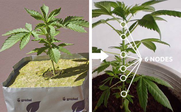 mainlining cannabis plants