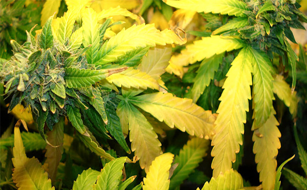 feuilles jaunes cannabis