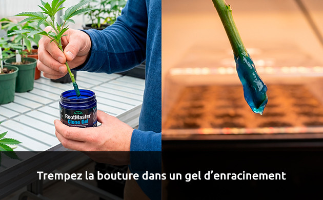 Tremper le clone dans un gel d'enracinement combien de temps faut-il pour qu'un clone s'enracine