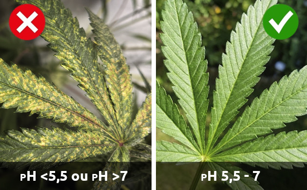 pH: ces lettres signifient-elles et comment cela influence-t-il le cannabis carences en plantes de cannabis
