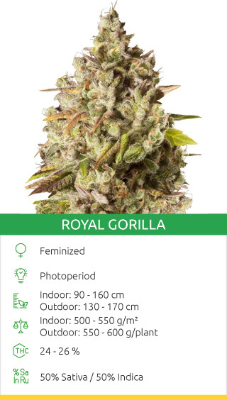 royal gorilla