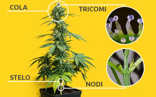 coltivazione cannabis