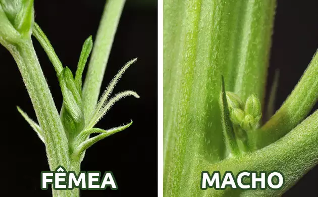 identificando o sexo da cannabis