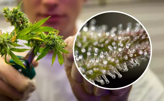 trichomes quand recolter