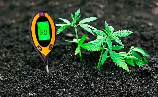 zinc deficiency in cannabis