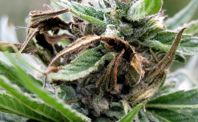 How To Prevent And Treat Bud Rot