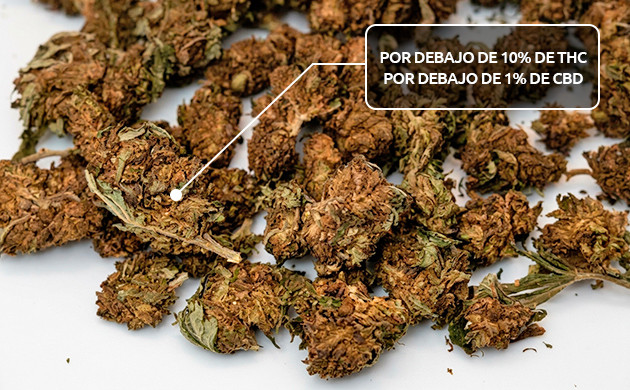contenido de cannabinoides de la hierba de baja calidad