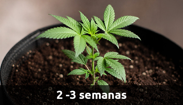 La etapa vegetativa planta de marihuana en crecimiento