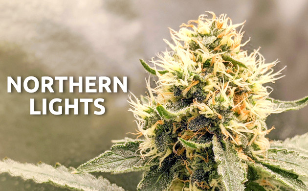 Northern Lights cannabis seeds for beginners
