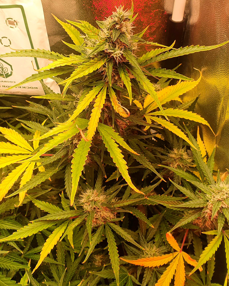 Pineapple Express Auto feminized seeds for sale by Fastbuds - Herbies