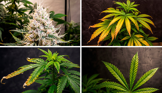 cannabis light stress