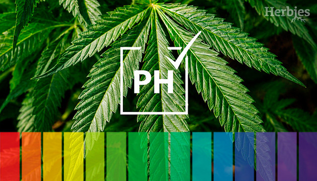 pH balance for cannabis pH for weed