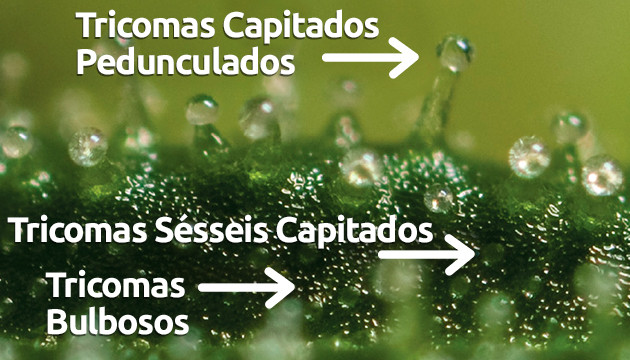 tipos de tricomas da cannabis