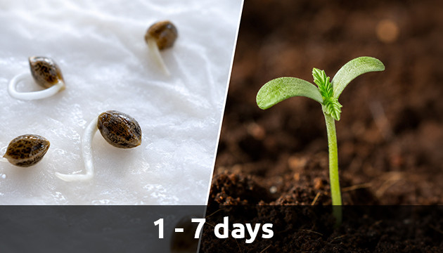 Baby marijuana plant baby pot plants