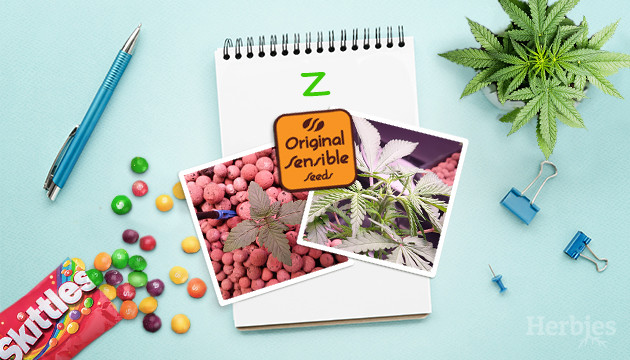 Zkittlez by Original Sensible Seeds grow diary