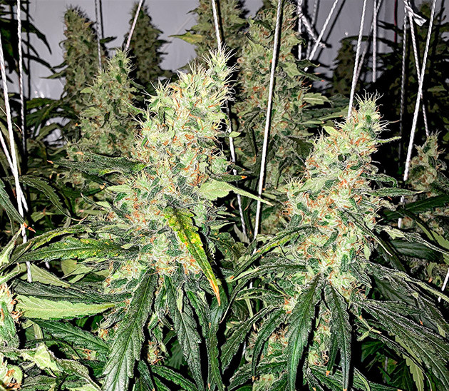 LSD cannabis strain grow report