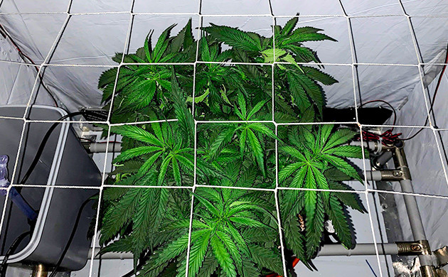 LSD weed strain grow report
