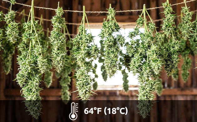 grow room temperature too high