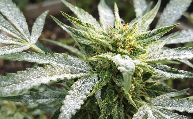 La muffa dell'erba può causare più danni di quanto ti aspetti cannabis diagnosis