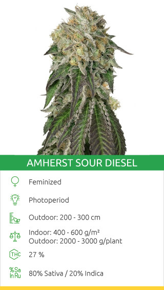 Amherst Sour Diesel