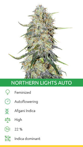 Northern Lights Autoflower cannabis strain