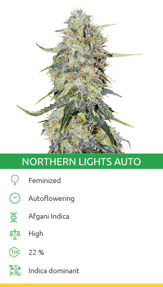 Northern Lights Autofloraison