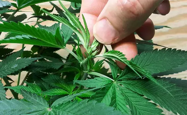 poda de marihuana en floracion