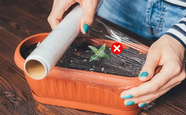 Don't Cover Seeds and Seedlings