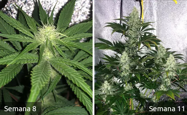 Semillas de marihuana Do-Si-Dos OG de Sensible Seeds