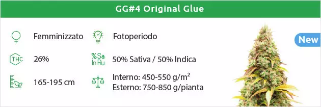 Semi senza colla Gorilla