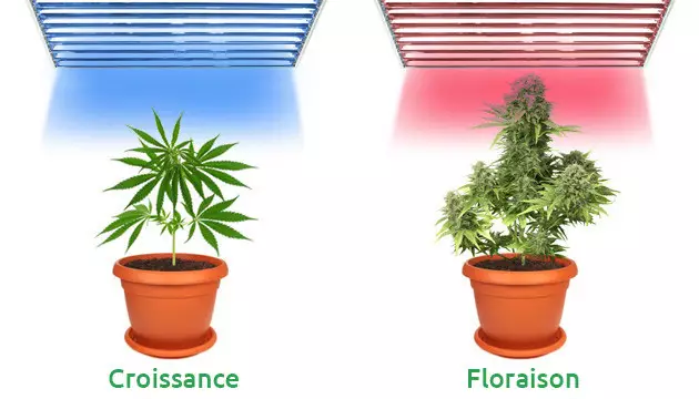 Le rôle des lampes de culture fluorescentes