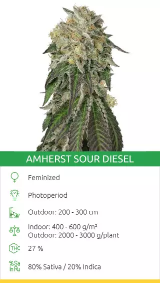 Amherst Sour Diesel strain