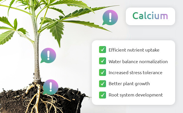 calciums role in cannabis plants